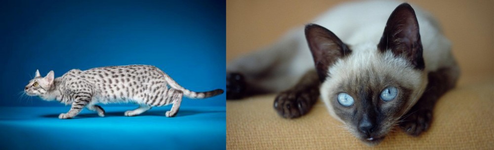 Siamese vs Egyptian Mau - Breed Comparison