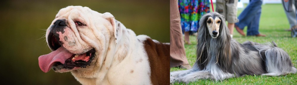 Afghan Hound vs English Bulldog - Breed Comparison