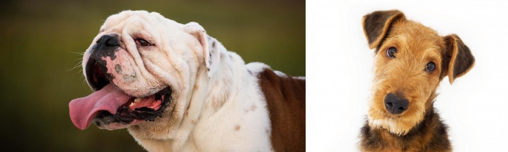 Airedale Terrier vs English Bulldog - Breed Comparison