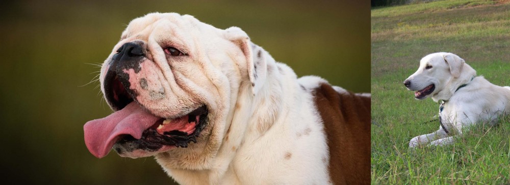 Akbash Dog vs English Bulldog - Breed Comparison
