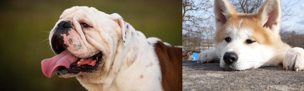 Akita vs English Bulldog - Breed Comparison