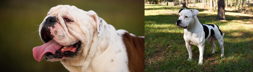 American Bulldog vs English Bulldog - Breed Comparison