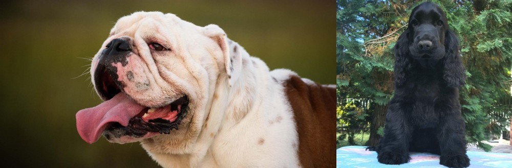 American Cocker Spaniel vs English Bulldog - Breed Comparison