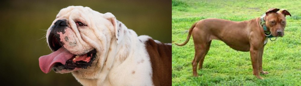 American Pit Bull Terrier vs English Bulldog - Breed Comparison