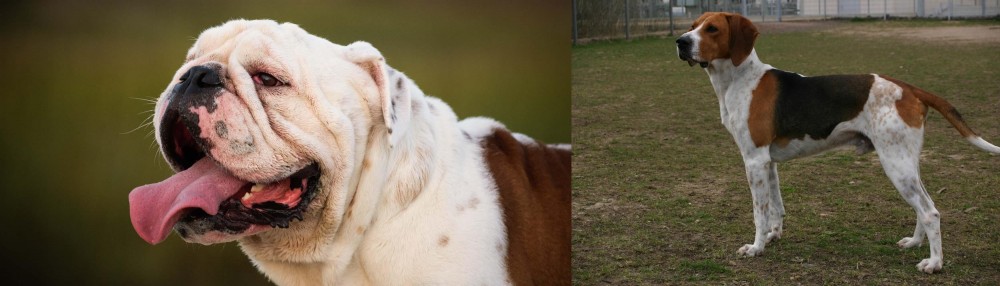 Anglo-Francais de Petite Venerie vs English Bulldog - Breed Comparison