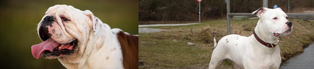 Antebellum Bulldog vs English Bulldog - Breed Comparison