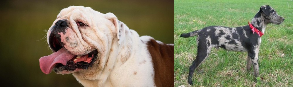 Atlas Terrier vs English Bulldog - Breed Comparison