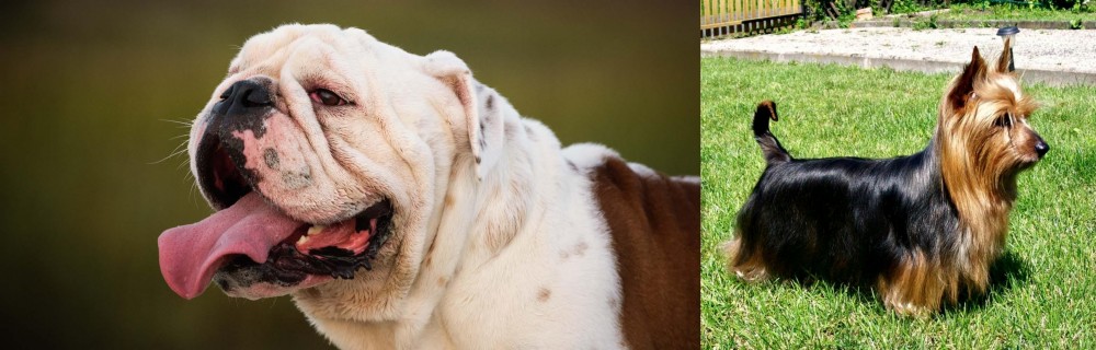 Australian Silky Terrier vs English Bulldog - Breed Comparison