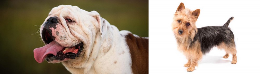 Australian Terrier vs English Bulldog - Breed Comparison