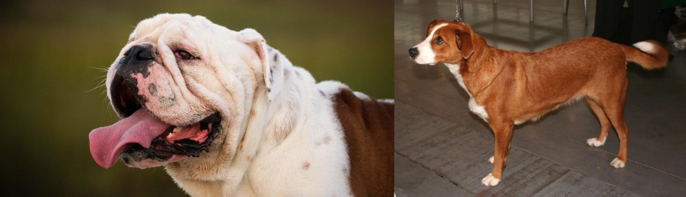 Austrian Pinscher vs English Bulldog - Breed Comparison