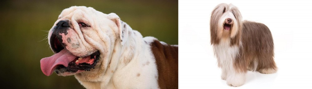 Bearded Collie vs English Bulldog - Breed Comparison