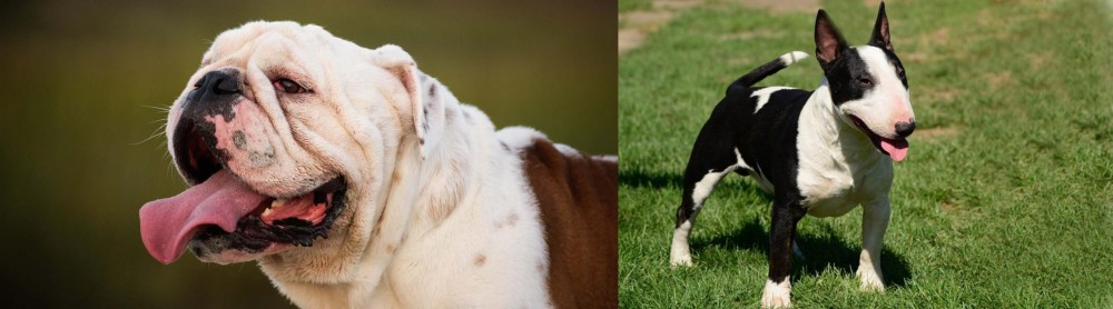 Bull Terrier Miniature vs English Bulldog - Breed Comparison