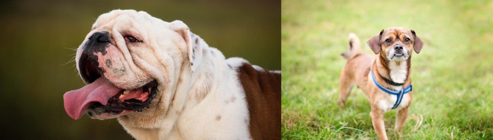 Chug vs English Bulldog - Breed Comparison