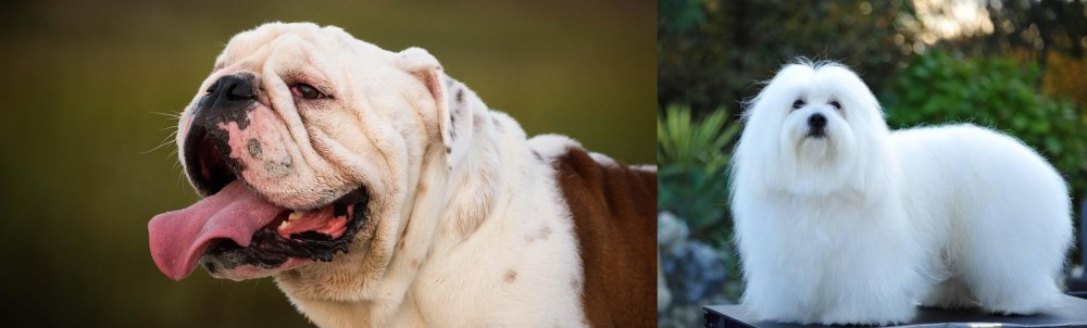 Coton De Tulear vs English Bulldog - Breed Comparison