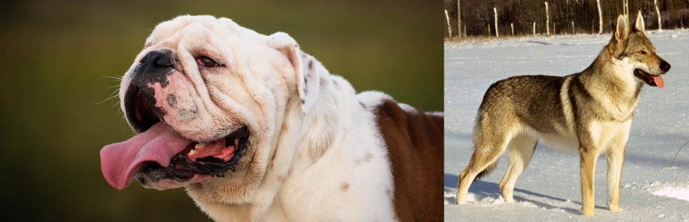 Czechoslovakian Wolfdog vs English Bulldog - Breed Comparison