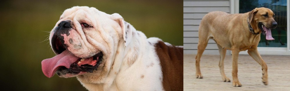 Danish Broholmer vs English Bulldog - Breed Comparison