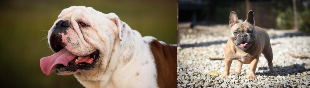 French Bulldog vs English Bulldog - Breed Comparison