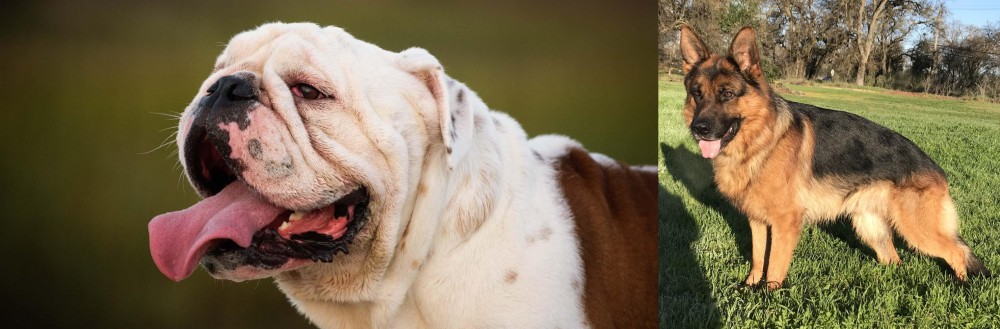 German Shepherd vs English Bulldog - Breed Comparison