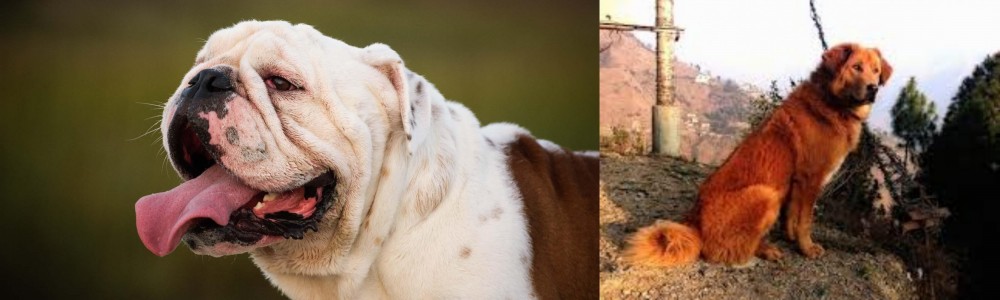Himalayan Sheepdog vs English Bulldog - Breed Comparison