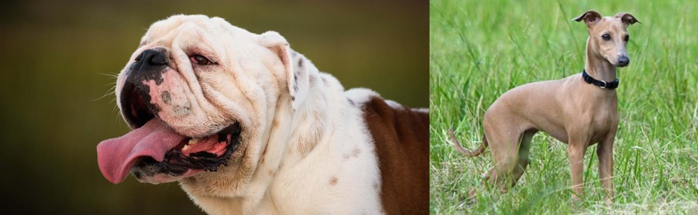 Italian Greyhound vs English Bulldog - Breed Comparison