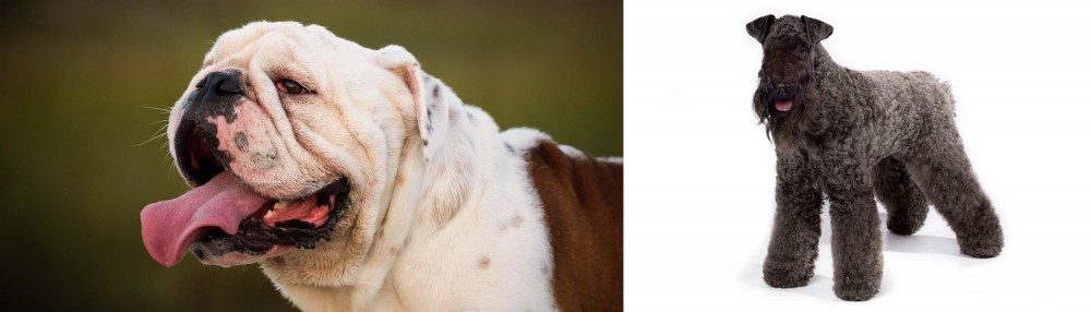 Kerry Blue Terrier vs English Bulldog - Breed Comparison