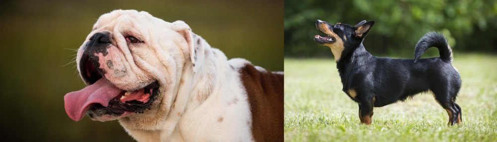 Lancashire Heeler vs English Bulldog - Breed Comparison