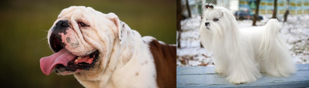 Maltese vs English Bulldog - Breed Comparison