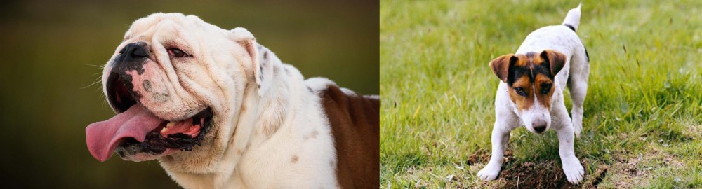 Russell Terrier vs English Bulldog - Breed Comparison