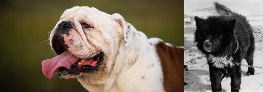 Sakhalin Husky vs English Bulldog - Breed Comparison
