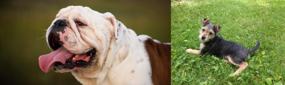 Schnorkie vs English Bulldog - Breed Comparison