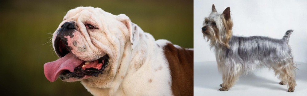 Silky Terrier vs English Bulldog - Breed Comparison