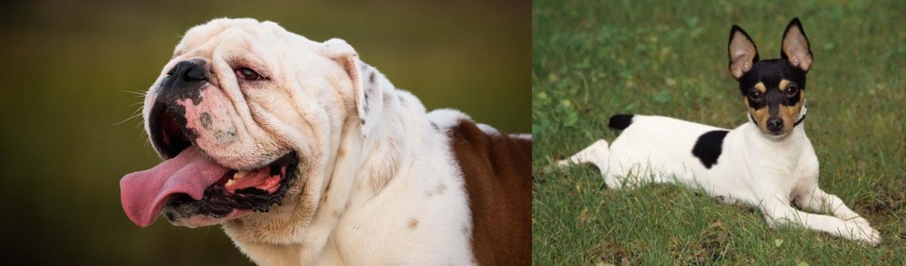 Toy Fox Terrier vs English Bulldog - Breed Comparison