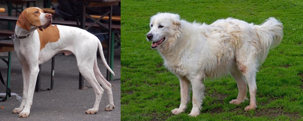 Abruzzenhund vs English Pointer - Breed Comparison