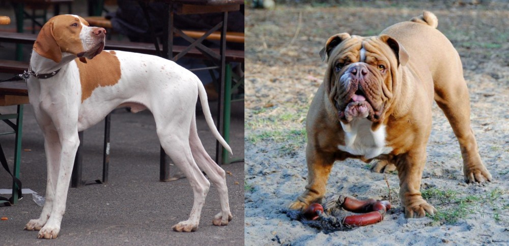 Australian Bulldog vs English Pointer - Breed Comparison