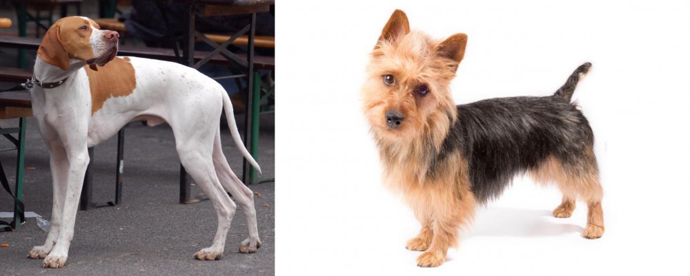 Australian Terrier vs English Pointer - Breed Comparison