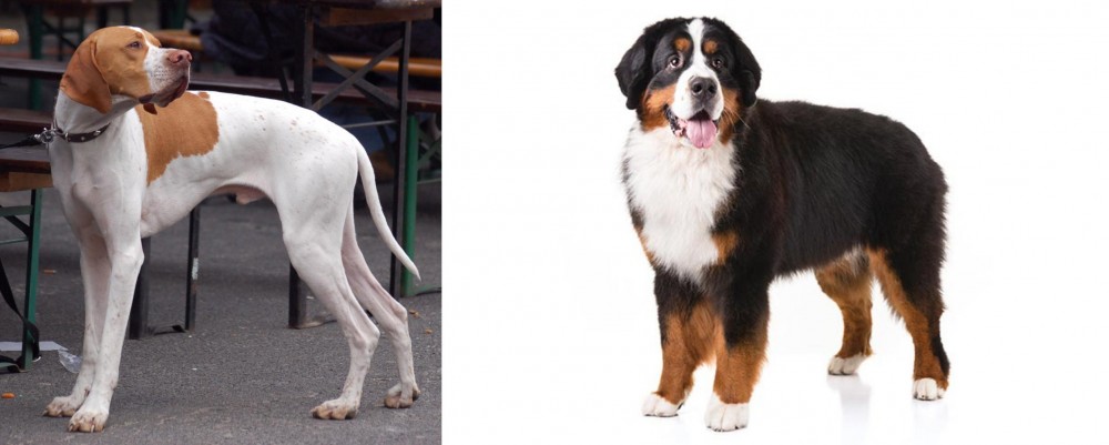 Bernese Mountain Dog vs English Pointer - Breed Comparison