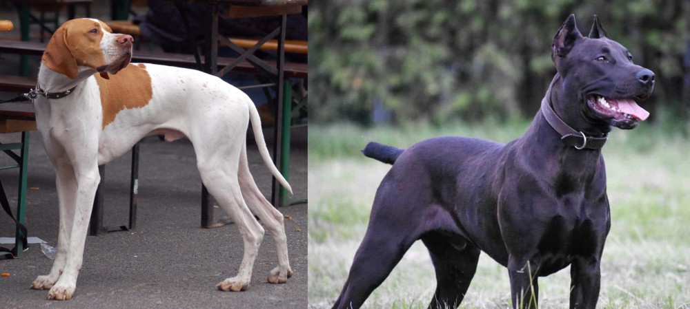 Canis Panther vs English Pointer - Breed Comparison