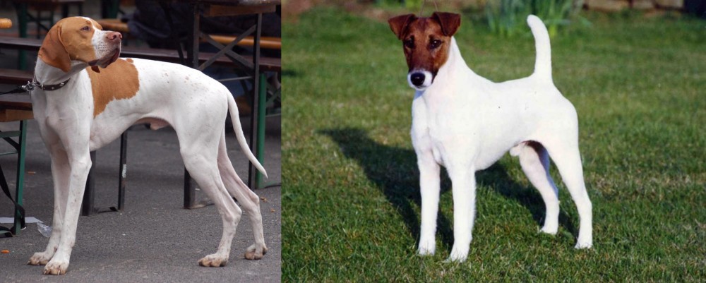 Fox Terrier (Smooth) vs English Pointer - Breed Comparison