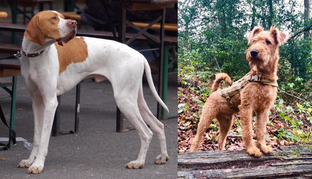 Irish Terrier vs English Pointer - Breed Comparison