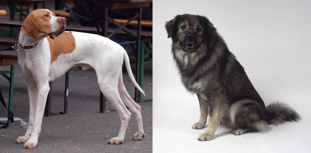 Istrian Sheepdog vs English Pointer - Breed Comparison
