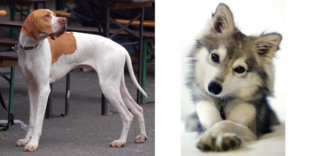 Miniature Siberian Husky vs English Pointer - Breed Comparison