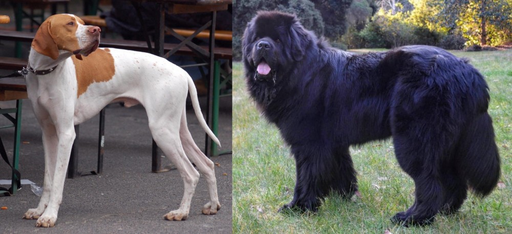 Newfoundland Dog vs English Pointer - Breed Comparison