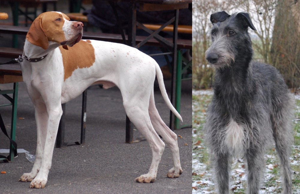 Scottish Deerhound vs English Pointer - Breed Comparison