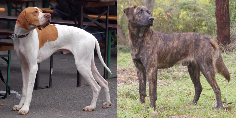 Treeing Tennessee Brindle vs English Pointer - Breed Comparison