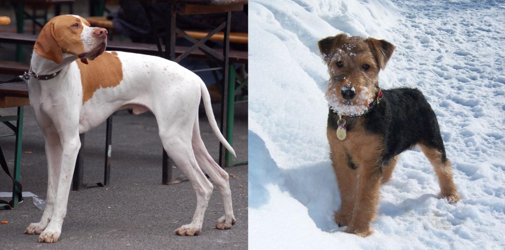 Welsh Terrier vs English Pointer - Breed Comparison