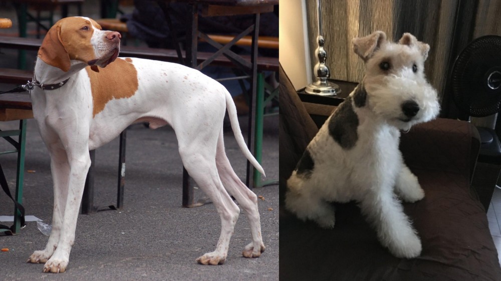 Wire Haired Fox Terrier vs English Pointer - Breed Comparison