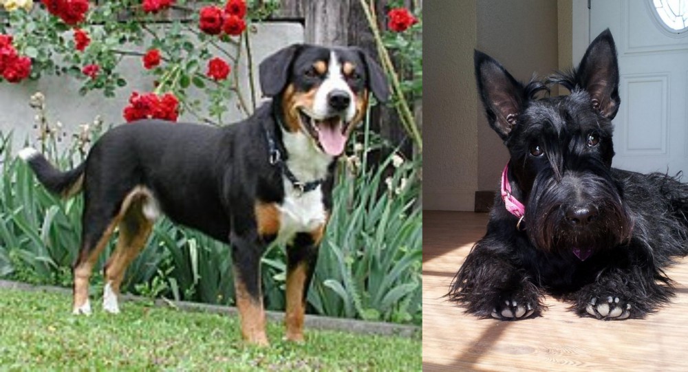 Scottish Terrier vs Entlebucher Mountain Dog - Breed Comparison