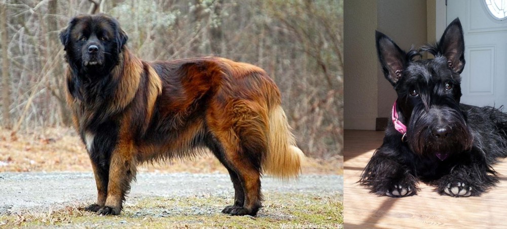 Scottish Terrier vs Estrela Mountain Dog - Breed Comparison