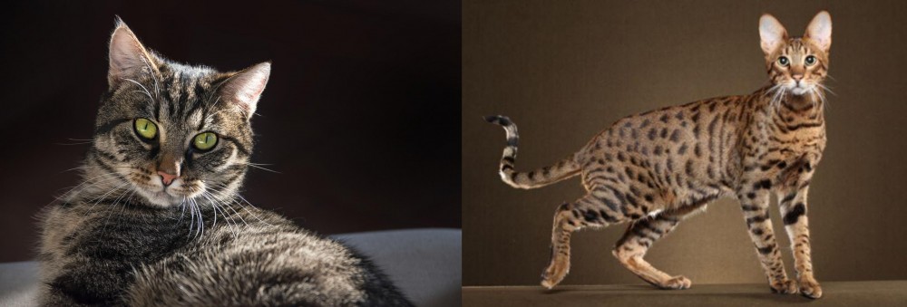 Savannah vs European Shorthair - Breed Comparison