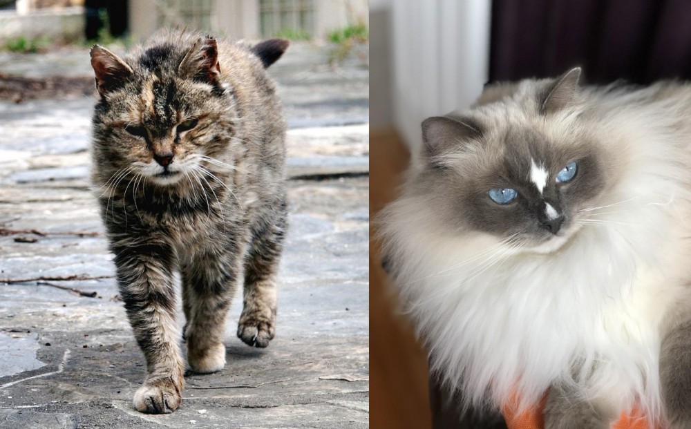 Ragdoll vs Farm Cat - Breed Comparison